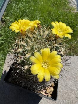 Preview: Weingartia lanata